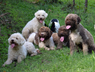 The Different Colors Of Lagotto Romagnolo Terra Incognita