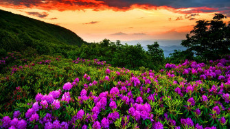 Pixel Nature Wallpaper