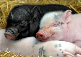 Posted By Govinda S Farm At