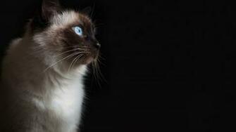 Grumpy Cat Screensaver