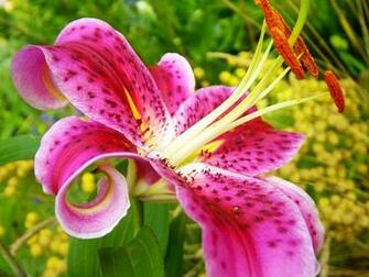 Lilies Flowers Wallpaper
