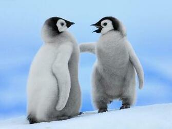 Cute Penguins Couple Photos HD Wallpaper Image Pictures