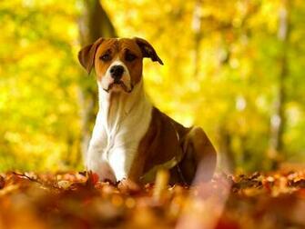 Fall Wallpaper With Dogs Image Pictures Becuo