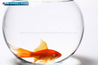 Wallpaper And Background Gold Fish HD