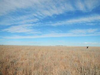 Pheasant Hunting Near Haxtun Co A Wind Farm Is In The Background