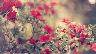 Nature Flowers Wallpaper Magic4walls
