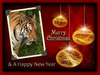 Christmas Wallpaper Tiger Chat Big Cats