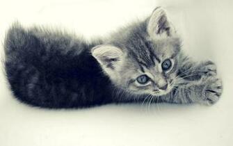 Very Cute Kitten Wallpaper