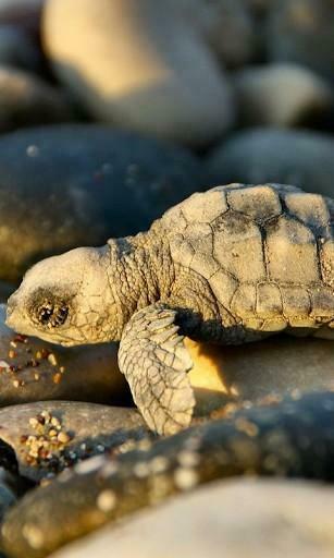 Funny Turtle HD Live Wallpaper Screenshot