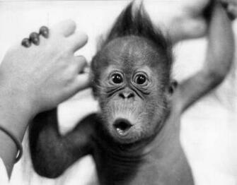 Puppy Photo Baby Animals Monkey Tiger Cute Pics