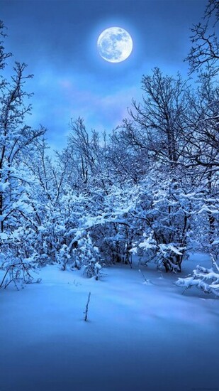 Merry Christmas New Year Tree Magic Night