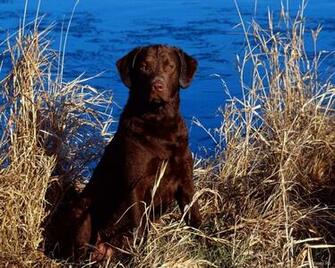 Chocolate Lab Wallpaper