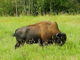 Beautiful Wallpaper For Desktop Buffalo HD