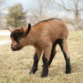 Stuffpoint Animals Baby Farm Image Pictures Alpine Kid Tweet