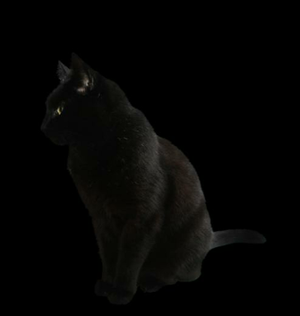 Black Cat Transparent Backgroun Png Image Pngio