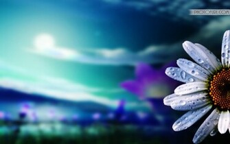 Beautiful Flowers Colourful Wallpaper Desktop
