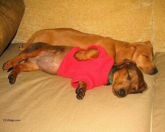 Dachshund Dogs Wallpaper