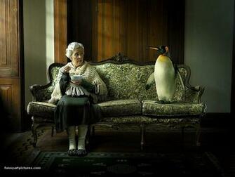 Desktop Wallpaper Penguin Is A Best Friend Funny