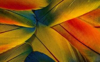 Feather Colorful Wallpaper HD