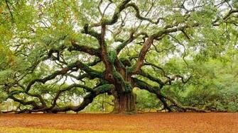 Nature Angel Oak Desktop Wallpaper Nr By Getsumtreacle