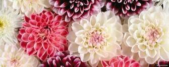 Wallpaper Flower Dual Screen