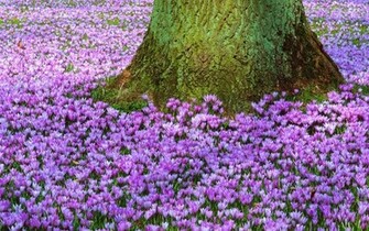 Spring Desktop Wallpaper Amazing Collection