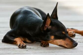 Dogs Wallpaper Small Dog Breeds Photo Shared By