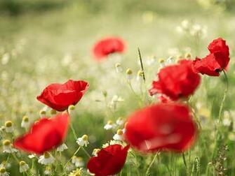Poppy Flowers Desktop Wallpaper Amazing Picture Collection