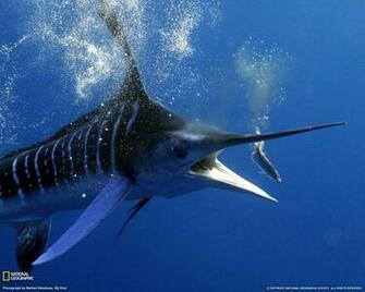Striped Marlin