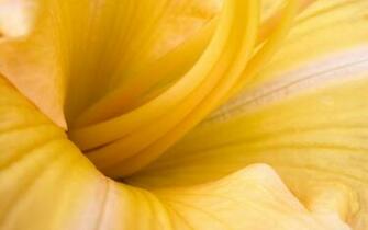 Yellow Flowers Widescreen Wallpaper HD Desktop