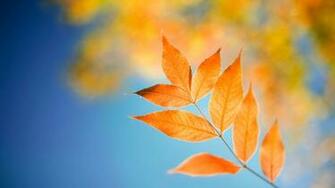However The Desktop Wallpaper Stand Clear S Flowers