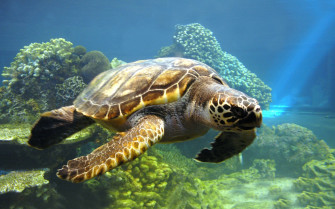 Turtle HD Wallpaper