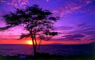 Beautiful Scenery Sunset Ocean Beach Tree Wallpaper