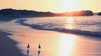 HD Surf Beach Wallpaper Net
