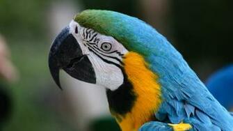Parrot HD Wallpaper002