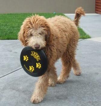Labradoodles Picha HD Karatasi La Kupamba Ukuta And