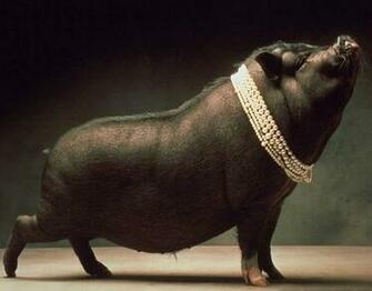 Pig Wallpaper Fun Animals Wiki Videos Pictures Stories