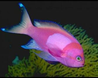 Beautiful Fish Pictures Wallpaper
