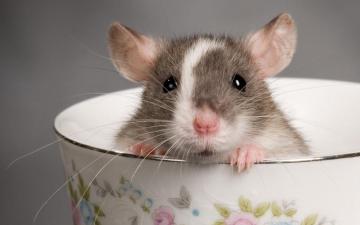 Rat Rats Wallpaper
