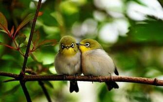 Wallpaper Love Birds Desktop