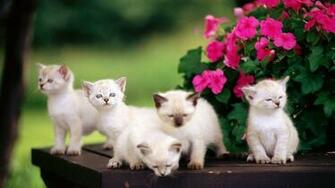 Cute White Cats Wallpaper Wild Animal Live HD