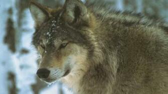 Could Hunting Or U P Wolves Solve Isle Royale Moose Problem