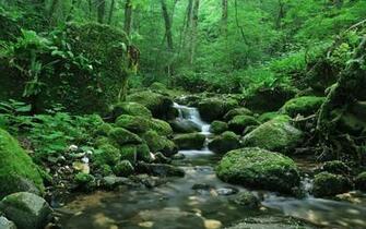 Nature Wallpaper