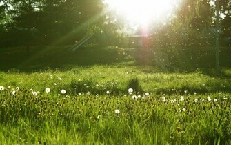 File Name Lovely Spring Meadow Wallpaper