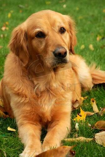 Source Url Axsoris Golden Retriever Screensaver Html