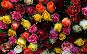 Color Roses Wallpaper HD Of Beautiful