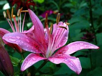 Pink Flowers Wallpaper