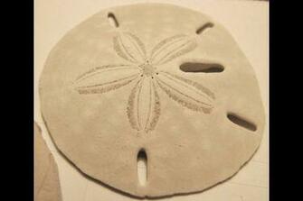 Sand Dollar Wallpaper