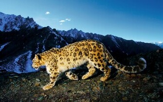 Leopard Wallpaper Apple Scene Apps iPhone Mac Ipod