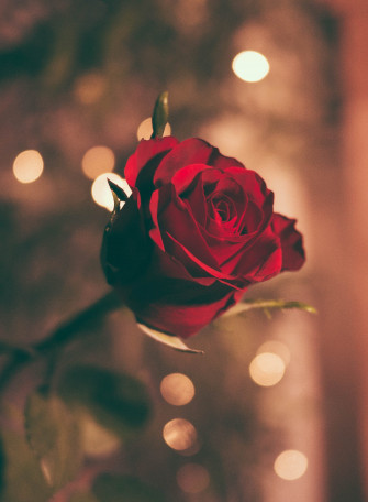 Rose Wallpaper HD iPhone